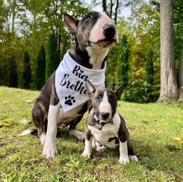 Dog Bandanas Baby Reveal Big Brother Sister Black White Scarf - Image 2