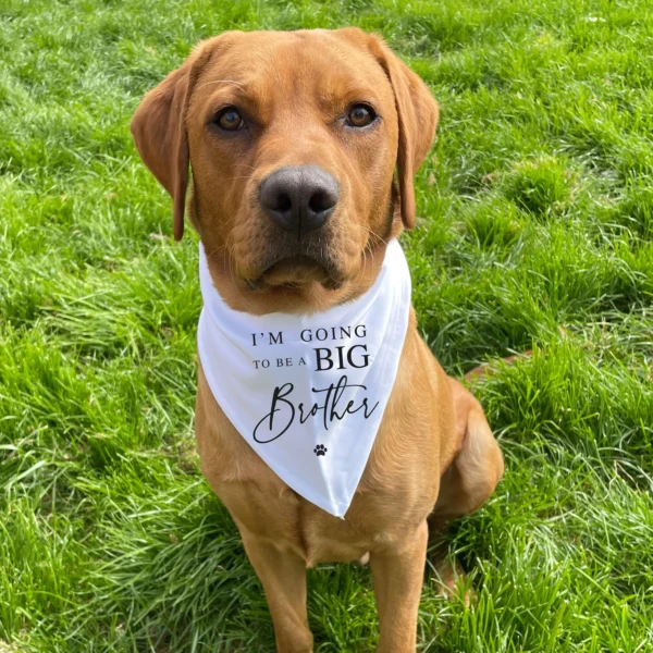Dog Bandanas Big Brother Pregnancy Announcement Gift Scarf - Image 2