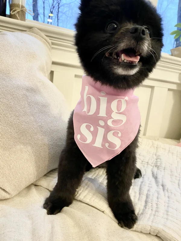 Dog Bandanas for Baby Announcement & Maternity Photoshoot Decoration - Image 4