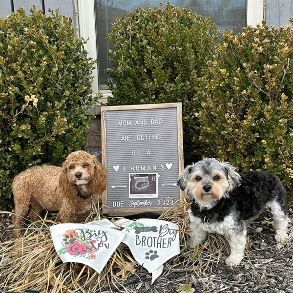 Dog Bandanas Big Sister Big Brother Announcement Photo Scarf - Image 3
