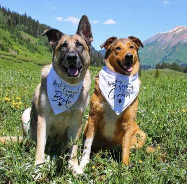 Dog Bandanas Big Sis Big Bro Announcement Maternity Photoshoot