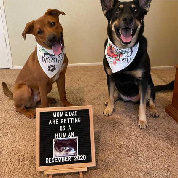Dog Bandanas Big Sister Big Brother Announcement Photo Scarf - Image 2